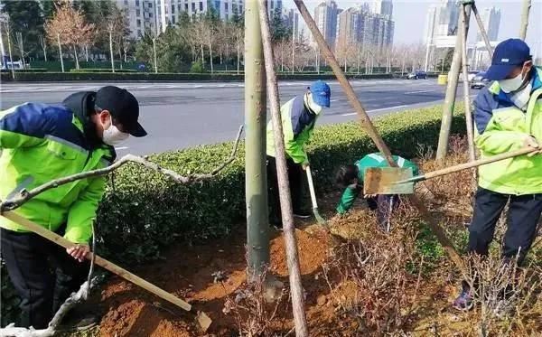 园林部门全面开展春季绿化补植工作 园林部门全面开展春季绿化补植工作