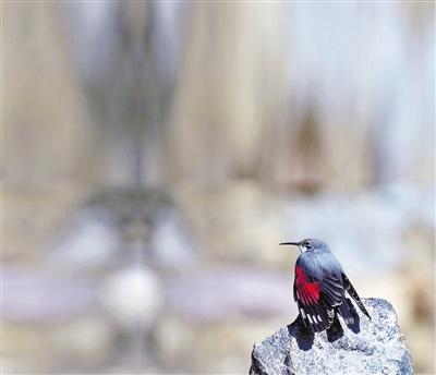 [野生动植物]多种珍稀候鸟今春现身京城