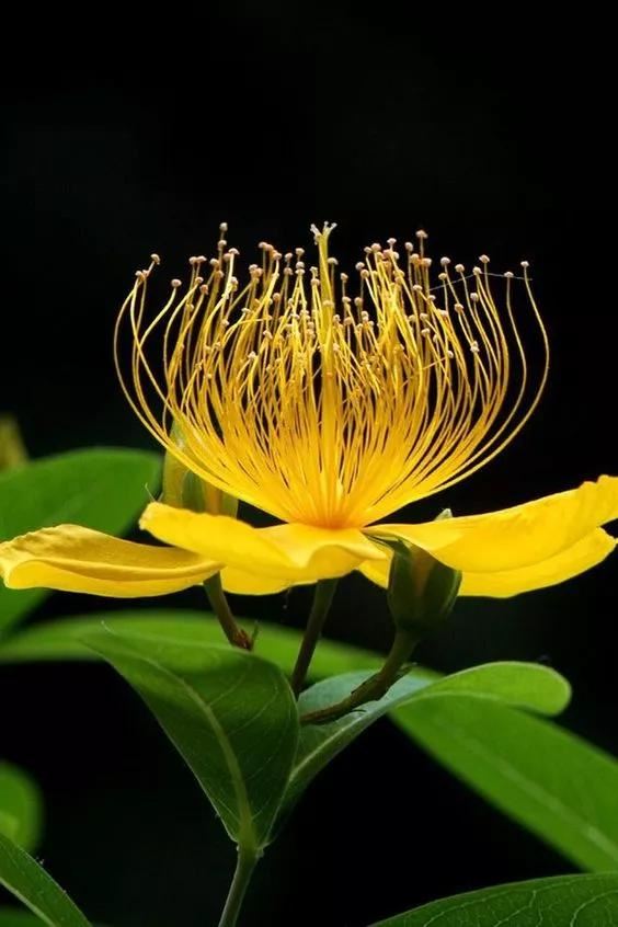 奇花异卉，太漂亮了