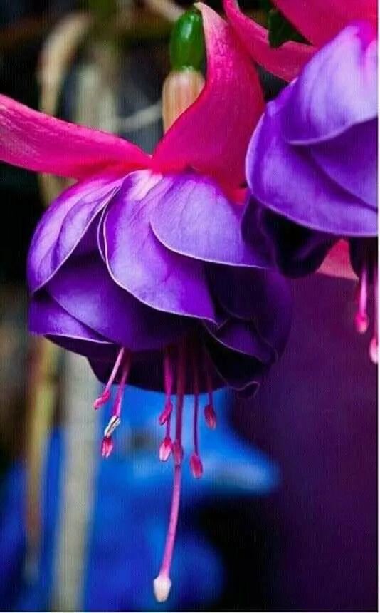 奇花异卉，太漂亮了