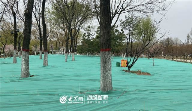 德州平原县综合行政执法局以“绣花功夫”打造高标准城市绿化环境