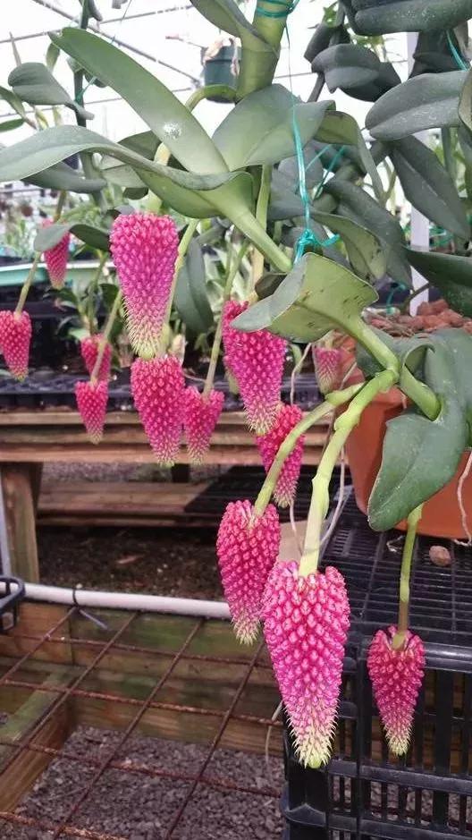 奇花异卉，太漂亮了