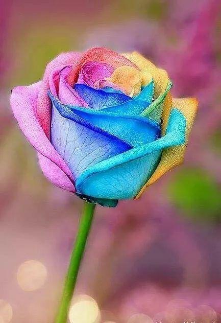 奇花异卉，太漂亮了