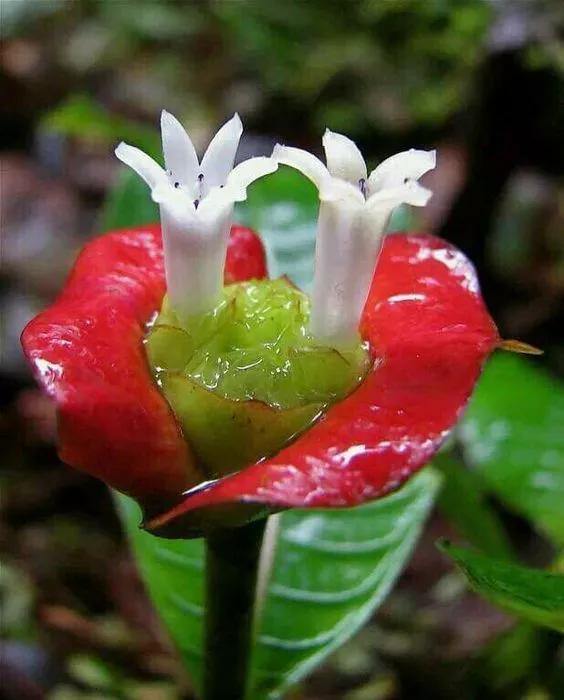 奇花异卉，太漂亮了