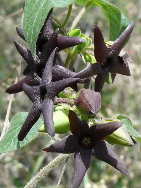 奇花异卉，太漂亮了