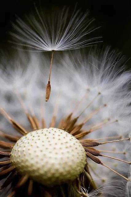 奇花异卉，太漂亮了