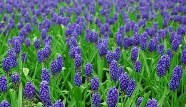 植物界中的那一抹蓝紫色 植物界中的那一抹蓝紫色