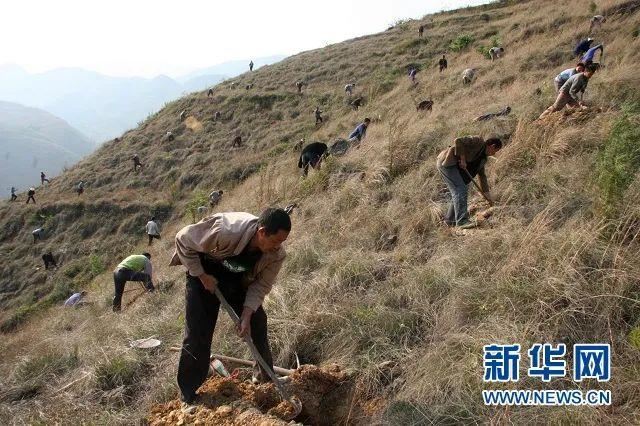 各地林草头条｜造林1140万亩 重庆按下国土绿化“快进键”