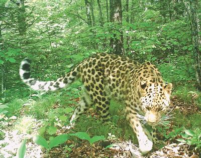 [最美林业故事]林区巡护勤　虎豹日渐多