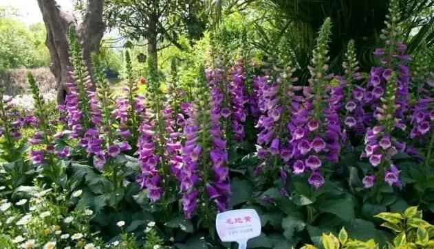 植物界中的那一抹蓝紫色 植物界中的那一抹蓝紫色