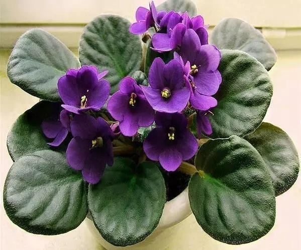 植物界中的那一抹蓝紫色 植物界中的那一抹蓝紫色