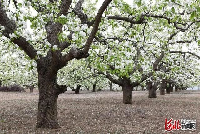 省市共推!河北这48条“春观花”旅游线路藏不住了! 省市共推!河北这48条“春观花”旅游线路藏不住了!
