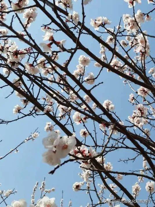 云游河北 | 这片千亩杏林 花海如潮 清香动人 云游河北 | 这片千亩杏林 花海如潮 清香动人