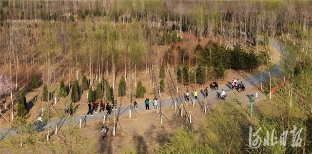 河北雄安新区：千年秀林春日好