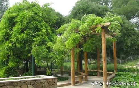 围场广宇苗木谈绿化，一个绿色的环境将给城市带来怎样的提升？