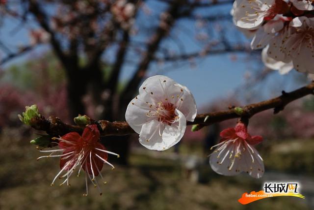 石家庄植物园春意浓