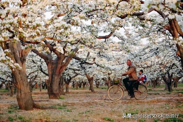 爱家乡 游河北 发现身边的美 | 除了闻名天下的蜜桃，这里的百年梨园的花也都开好啦