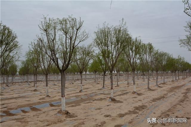 春染千顷绿 花香万亩田——国家森林城市创建暨邯郸市造林绿化第二阶段观摩活动侧记 春染千顷绿 花香万亩田——国家森林城市创建暨邯郸市造林绿化第二阶段观摩活动侧记