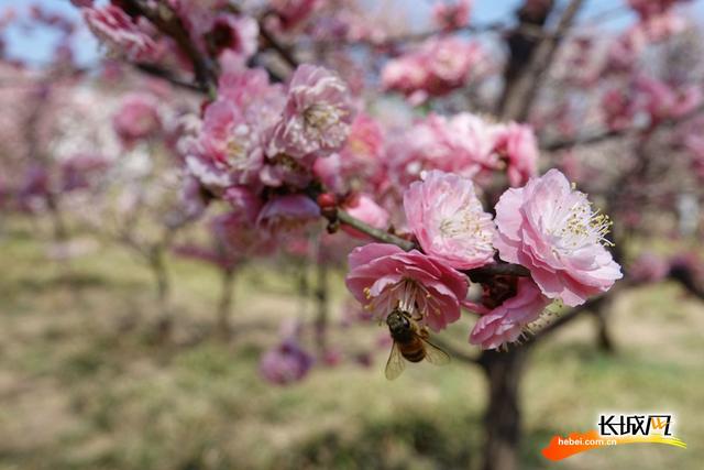 石家庄植物园春意浓