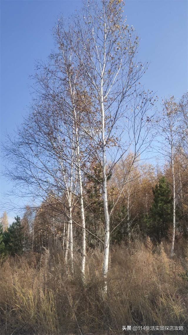 围场广宇苗木谈绿化，一个绿色的环境将给城市带来怎样的提升？