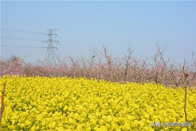 春染千顷绿 花香万亩田——国家森林城市创建暨邯郸市造林绿化第二阶段观摩活动侧记 春染千顷绿 花香万亩田——国家森林城市创建暨邯郸市造林绿化第二阶段观摩活动侧记