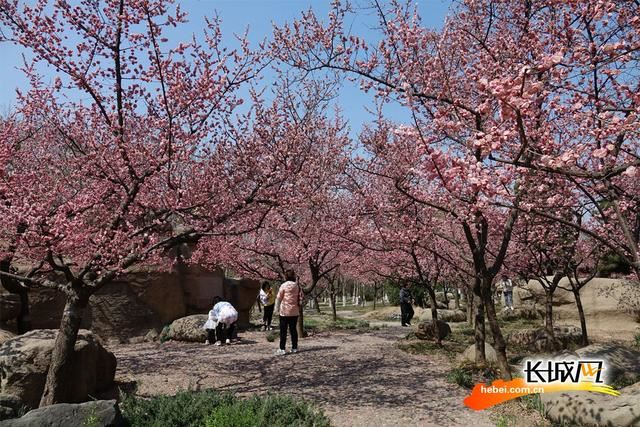 石家庄植物园春意浓