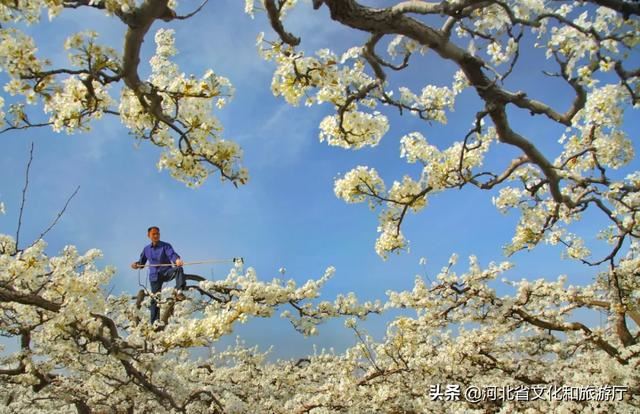 爱家乡 游河北 发现身边的美 | 除了闻名天下的蜜桃，这里的百年梨园的花也都开好啦