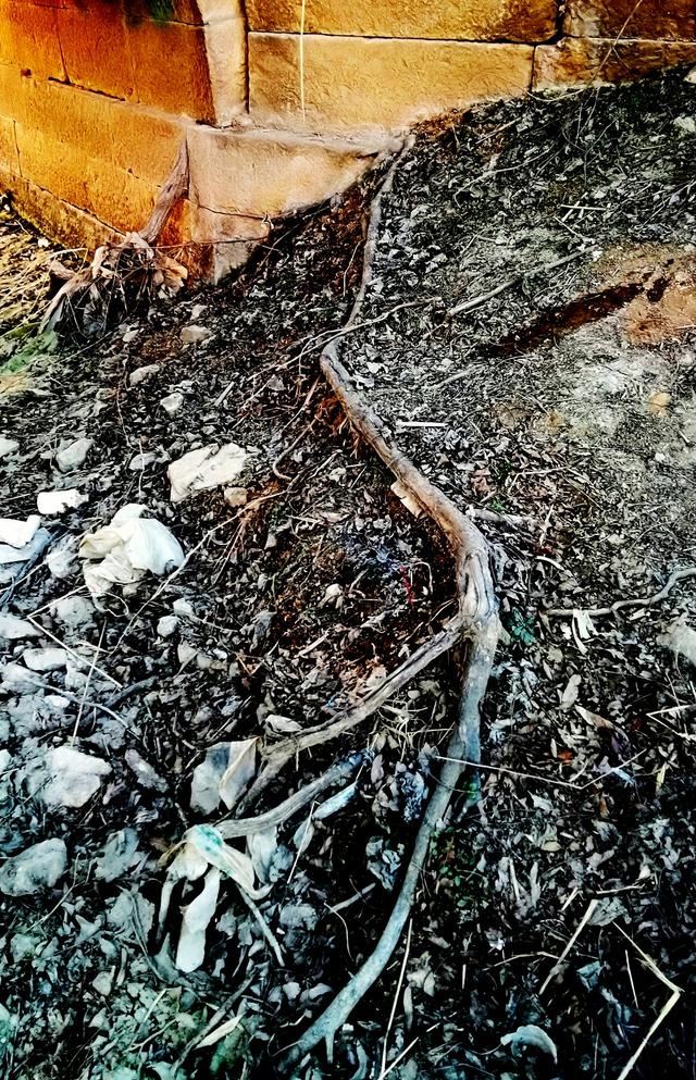 皖北宿州一奇观：树驮桥，桥驮树，相依相伴300年