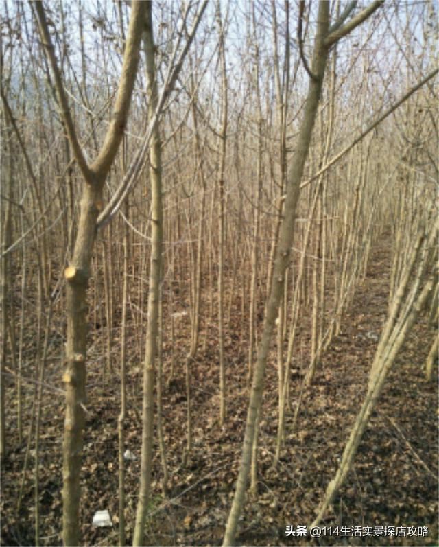 围场广宇苗木谈绿化，一个绿色的环境将给城市带来怎样的提升？