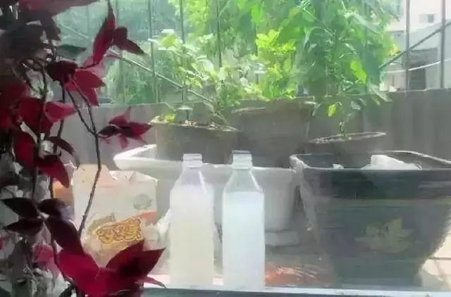 用牛奶浇花，这一步给落了，不出一周土里就长毛