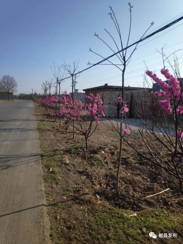 商林乡三个贫困村的春天：献县中医院出资6万元为贫困村添绿