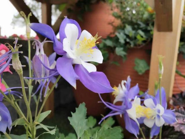 紫花地丁    紫花地丁是在路边、田间地头上经常会出现的一种花，开花的时候是淡淡的紫色小花，每次开花都是一大片，看着特别漂亮！    路边挖点野花，埋土里浇点水就开花，比买的还好看！   如果你在野外发现了紫花地丁，可以用铲子连根系挖起来一坨，拿回家栽种在花盆里，浇1次透水后，放在散射光下缓3-5天，然后就可以放太阳下直接晒一晒了。    路边挖点野花，埋土里浇点水就开花，比买的还好看！   野外的紫花地丁，算是小野花，生长特别顽强，种在花盆里，不需要你经常浇水，也能    路边挖点野花，埋土里浇点水就开