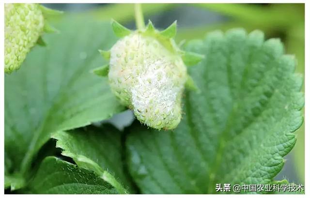 常见作物主要病虫害防治实用技术手册