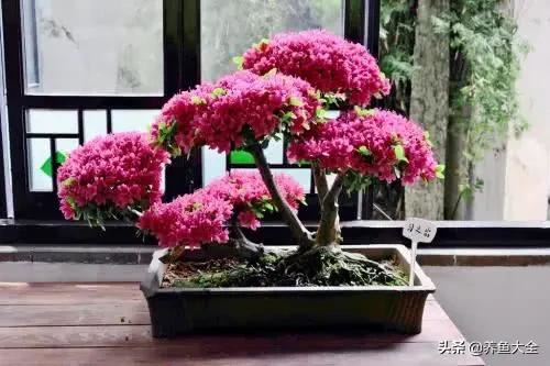 3种花卉，可活上100年，长成花树，开花漂亮，可当传家宝