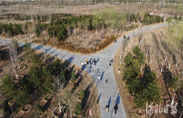 河北雄安新区：千年秀林春日好