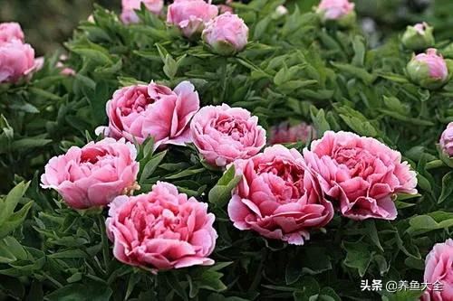 3种花卉，可活上100年，长成花树，开花漂亮，可当传家宝