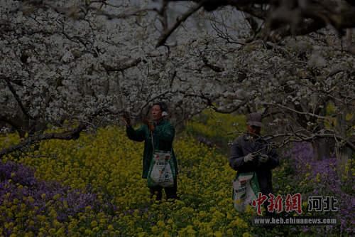 河北晋州：梨花幽香惹人醉 四月芳菲授粉忙