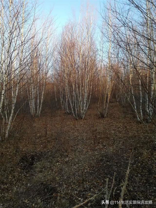 围场广宇苗木谈绿化，一个绿色的环境将给城市带来怎样的提升？