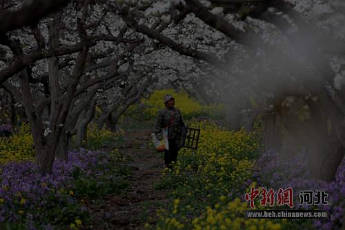 河北晋州：梨花幽香惹人醉 四月芳菲授粉忙