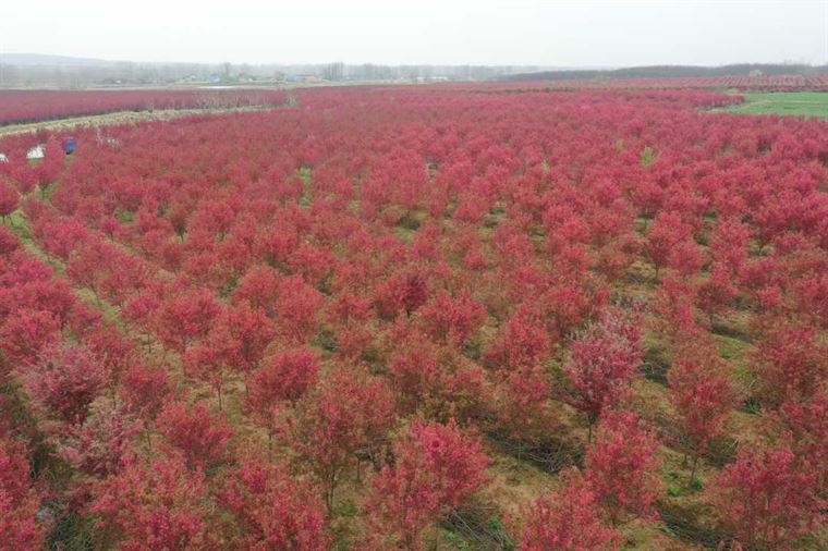 安徽来安：千亩海棠竞芳菲 特色产业富乡村