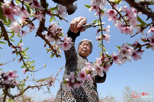 河北磁县：荒岗坡上种出“致富果”
