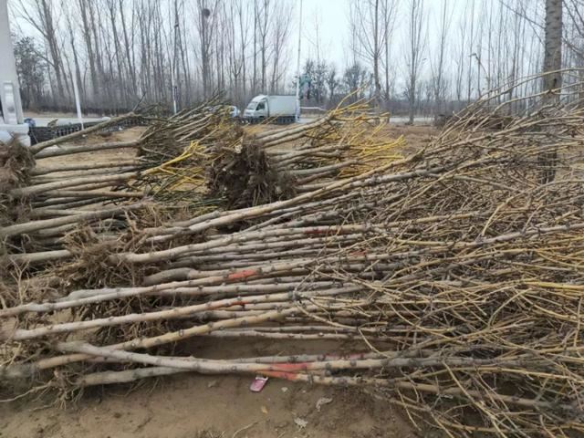 亮化、绿化、美化！河间尊祖庄乡开启“加速键”