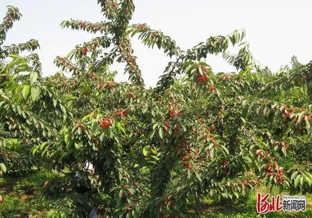 省市共推!河北这48条“春观花”旅游线路藏不住了! 省市共推!河北这48条“春观花”旅游线路藏不住了!