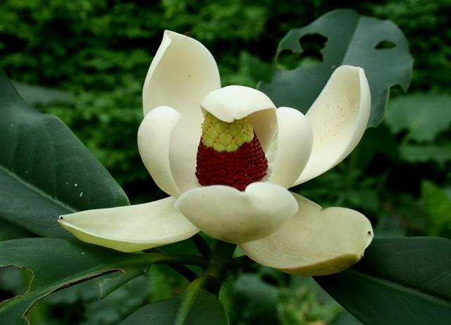 木莲，别名黄心树，生于山谷、树林，花形若莲而得名