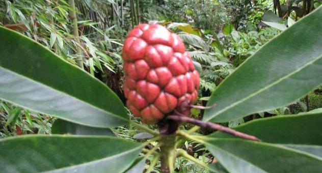 木莲，别名黄心树，生于山谷、树林，花形若莲而得名