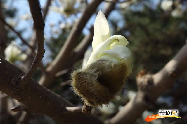 石家庄植物园春意浓