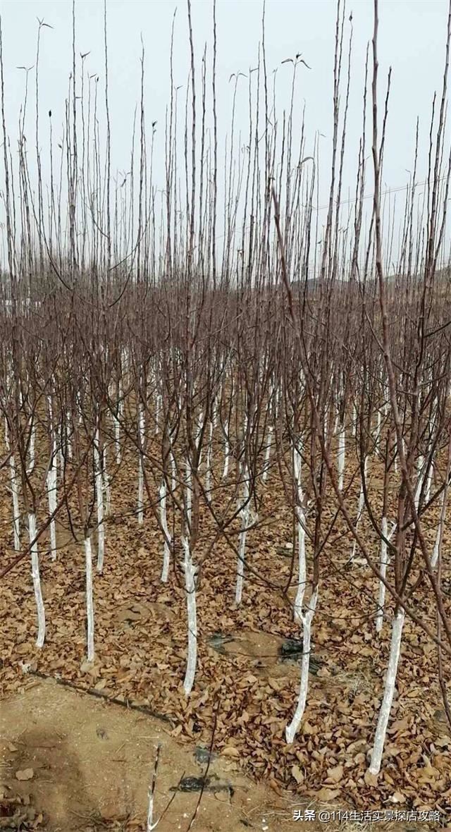 围场广宇苗木谈绿化，一个绿色的环境将给城市带来怎样的提升？