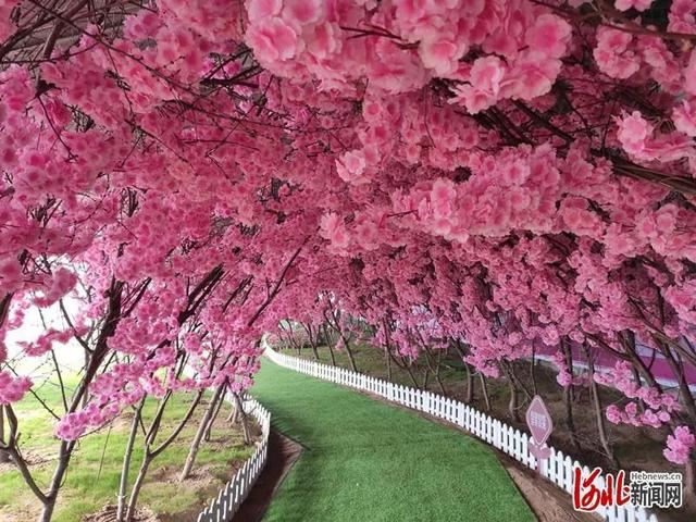 省市共推!河北这48条“春观花”旅游线路藏不住了! 省市共推!河北这48条“春观花”旅游线路藏不住了!