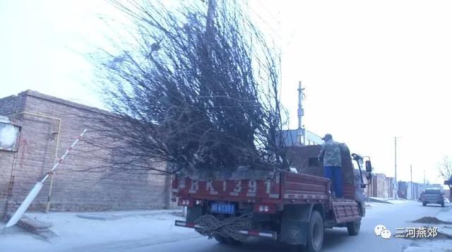 燕郊镇开展人居环境整治植树活