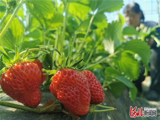 河北张家口市桥东区：特色农业“棚”勃复市